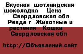 “Вкусная“ шотландская шоколадка  › Цена ­ 2 500 - Свердловская обл., Ревда г. Животные и растения » Кошки   . Свердловская обл.